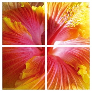 Modrest Hibiscus 4 Panels Photo on Canvas - Multicolor 